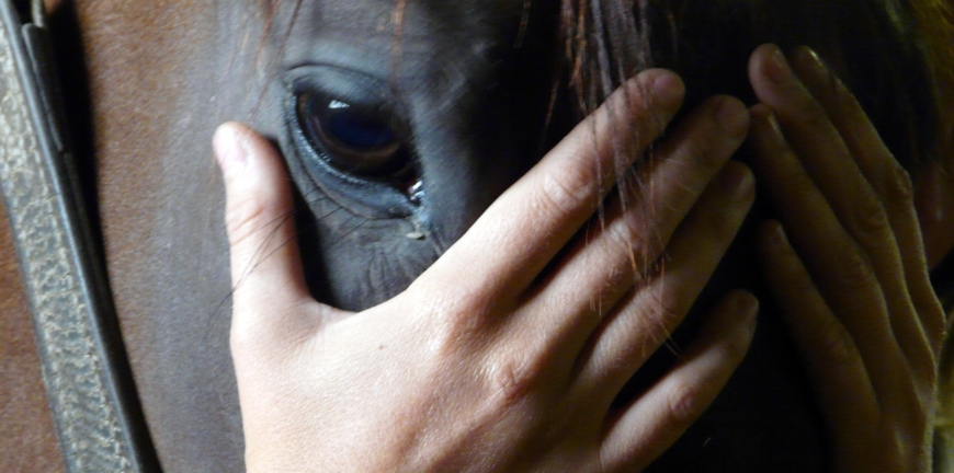 Mains de l'ostéopathe sur la tête d'un cheval